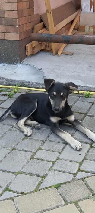 Цуценя хлопчик щенок в добрі руки