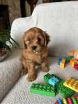 CAVAPOO - suczka