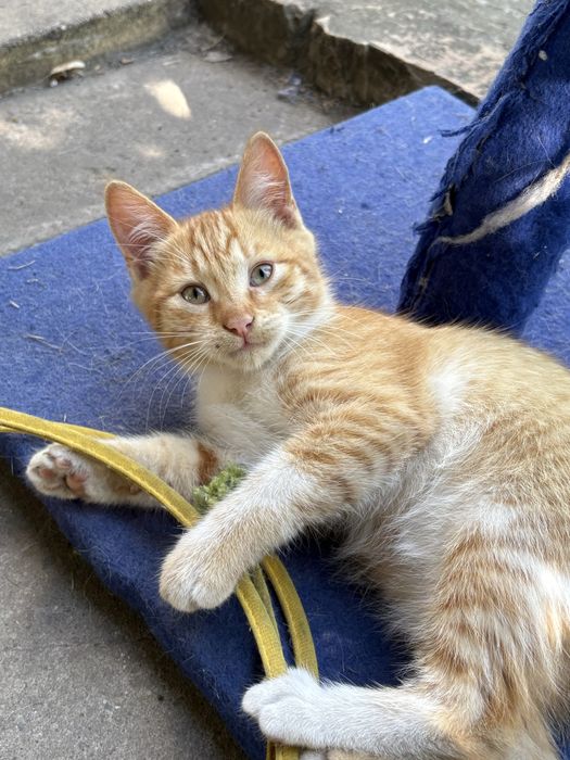 Кошенята шукають своіх котобатьків