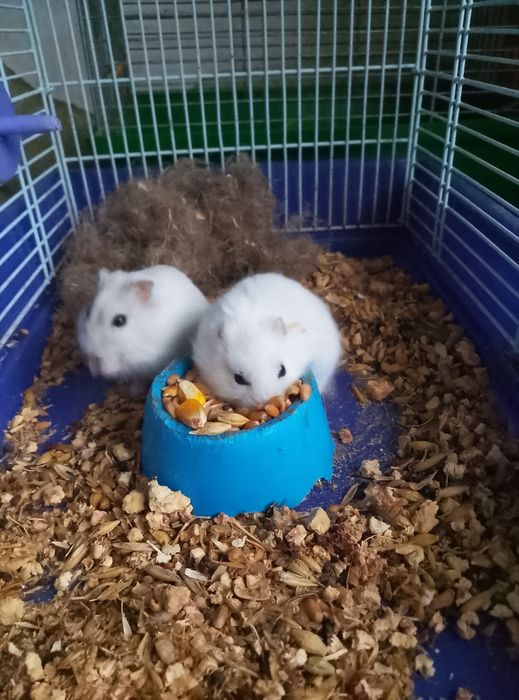 Хомячки Кременчуг