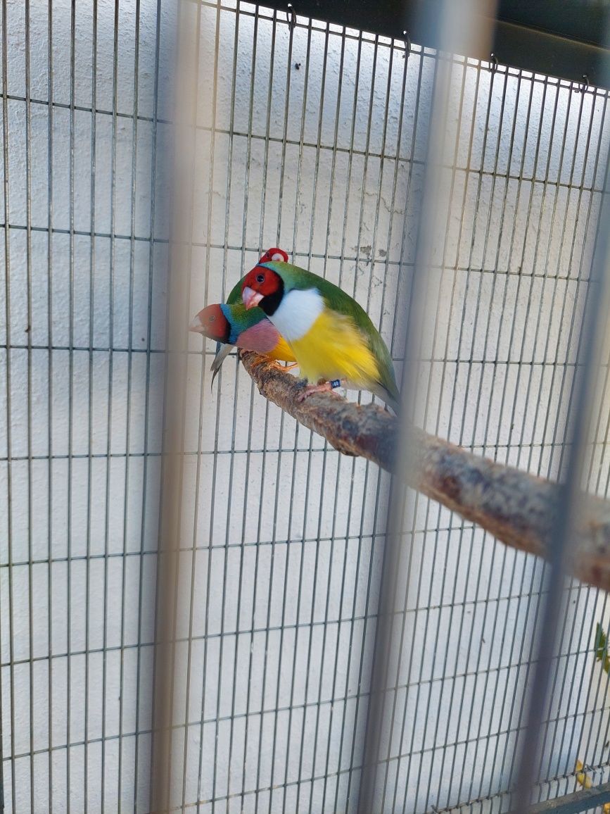 Diamantes de gould