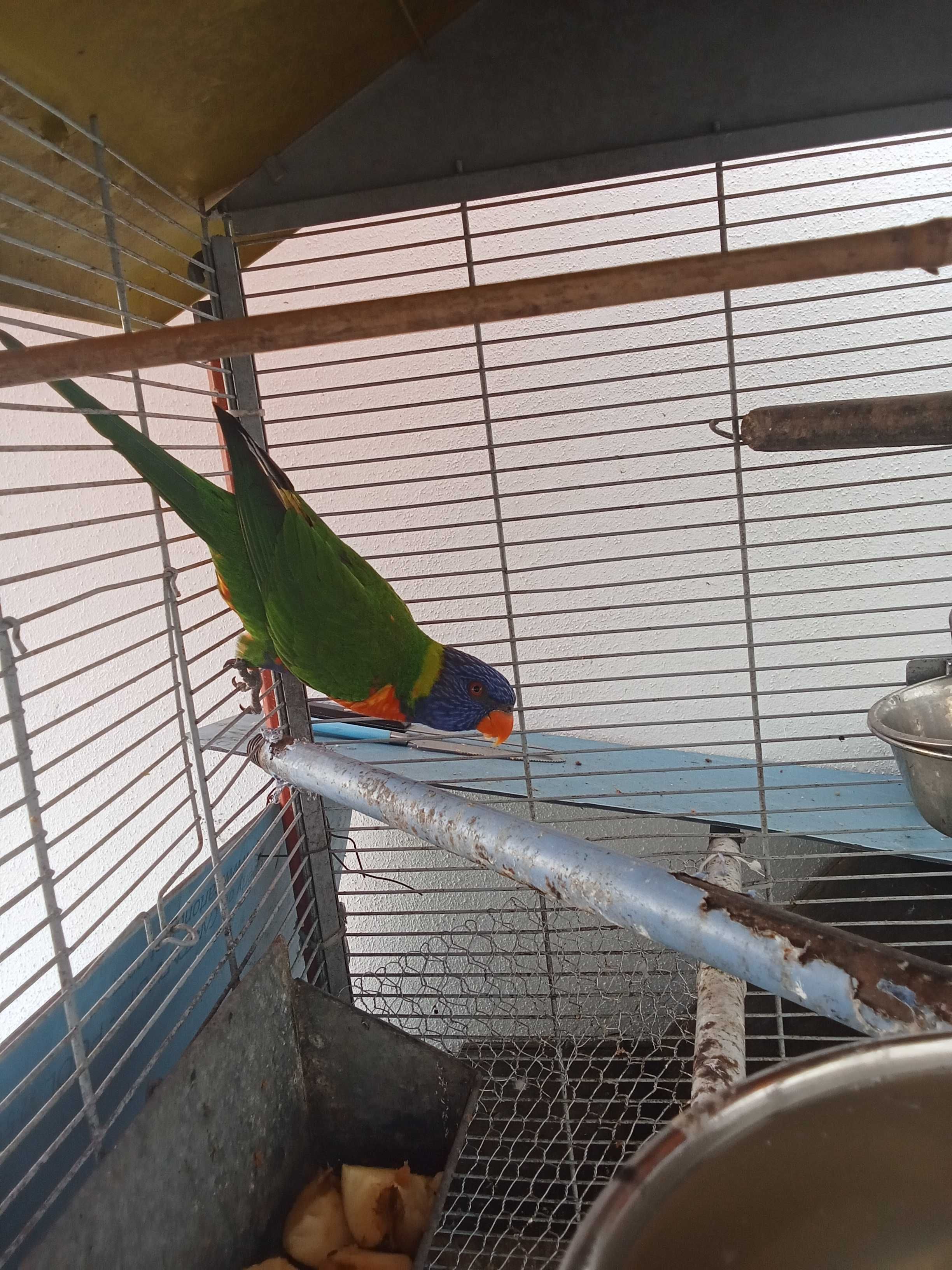 Vendo casal loris