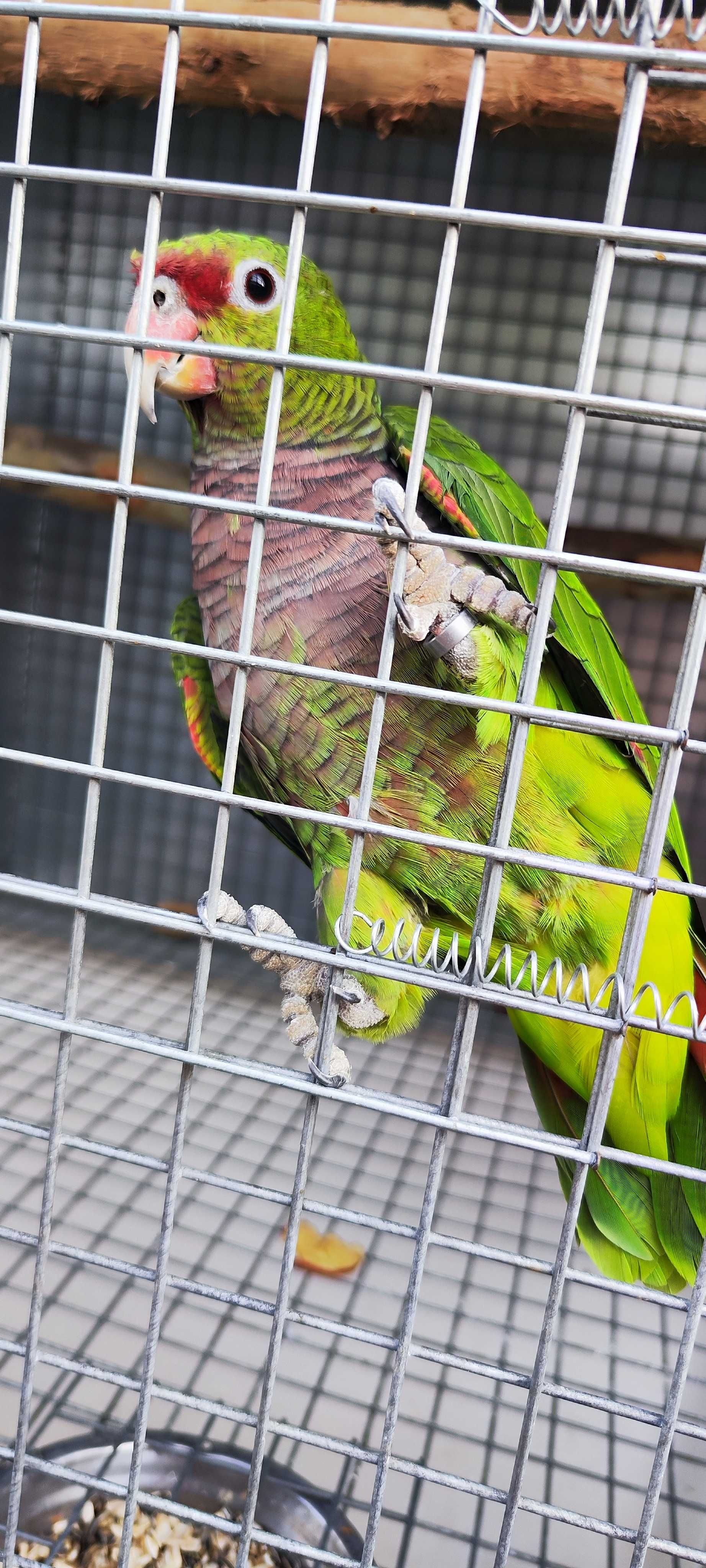 Amazonas vinacea macho