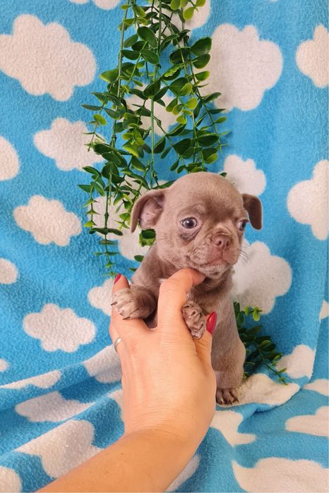 Estupenda mini Lilac de Qualidade. Linhagem Russa