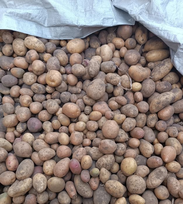 Продам дрібну картоплю