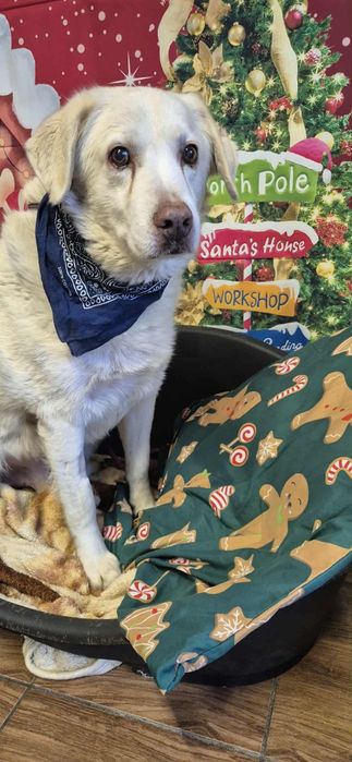 Cudowny senior do adopcji