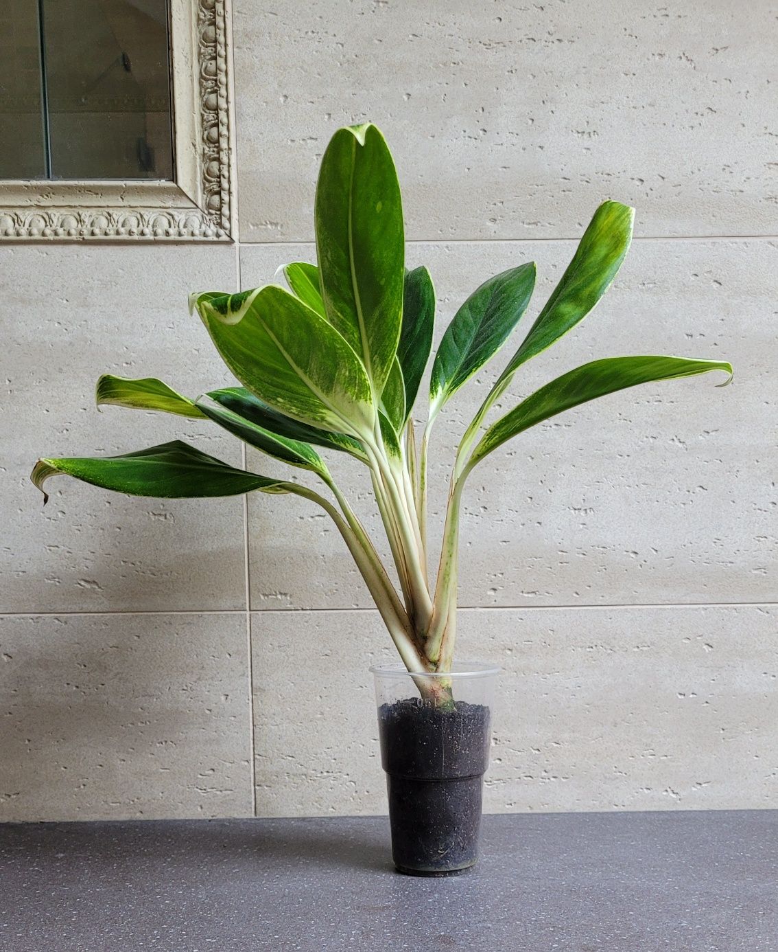 Aglaonema white lime