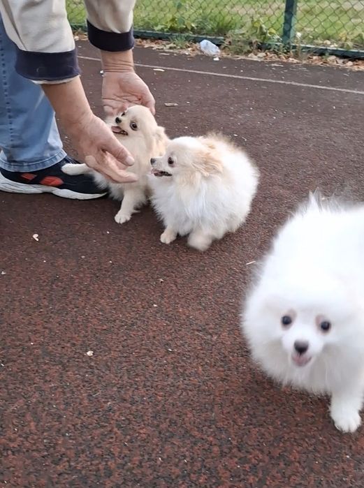 Малыши-шпицули! Мальчики и девочки на ладошку! 1,5-10 месяцев, Киев.