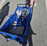 Wózek transportowy 100l