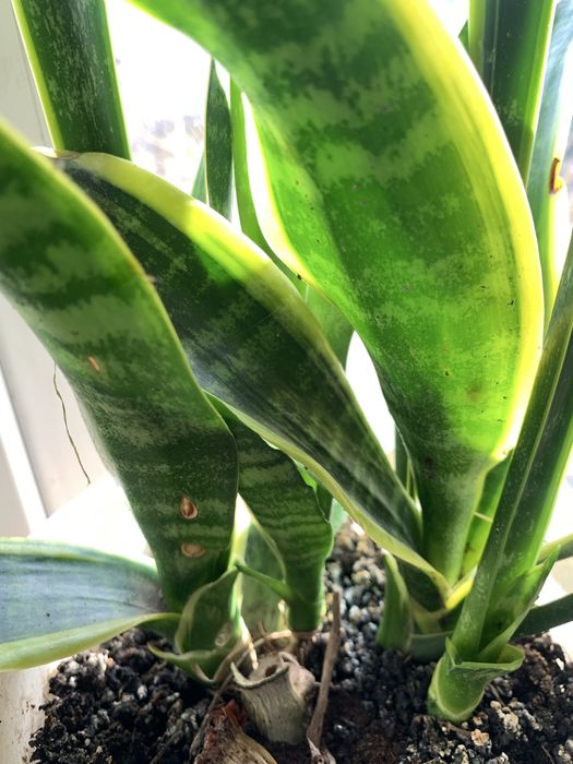 Свнсевєрія із жовтими полосками