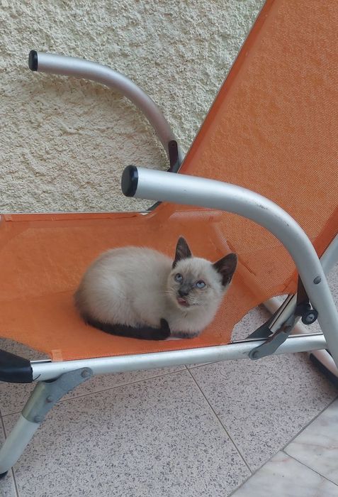 Gatinhos para adoção (Braga)