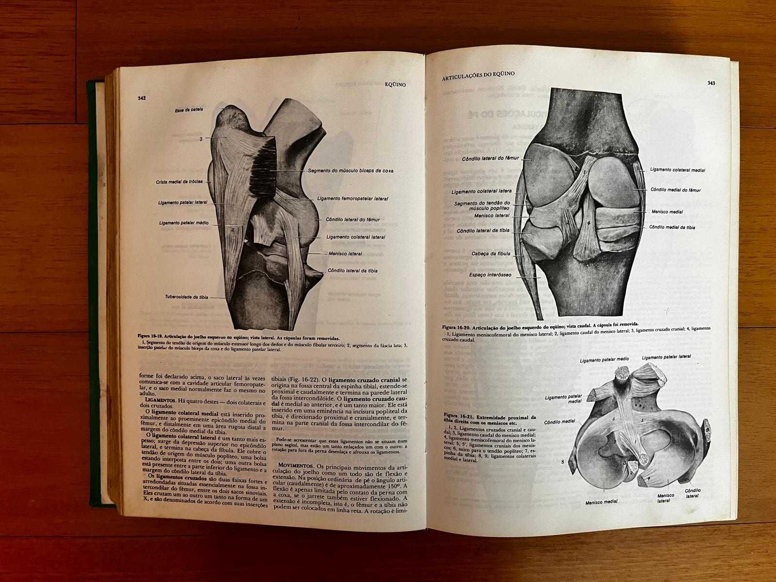 Anatomia dos animais domésticos