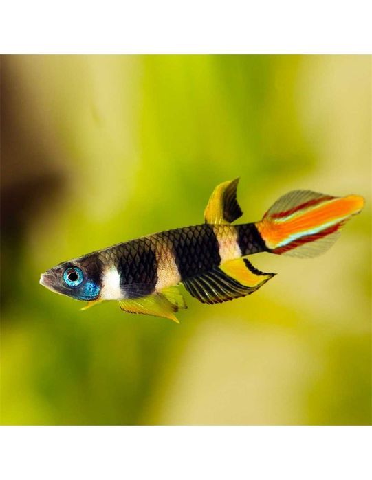 Epiplatys Annulatus