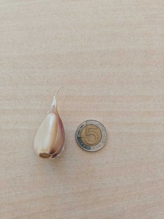 Czosnek do sadzenia Harnaś ząbki