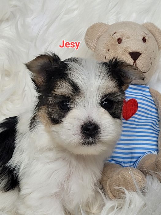 Morkie Yorkshire terrier biewer suczka