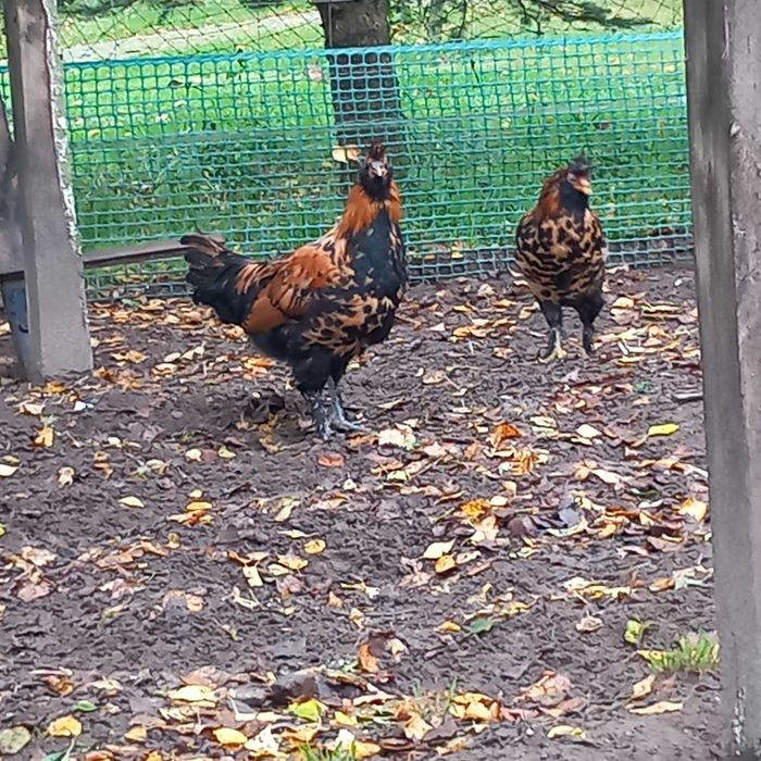 Kogut rasy pawłowskiej