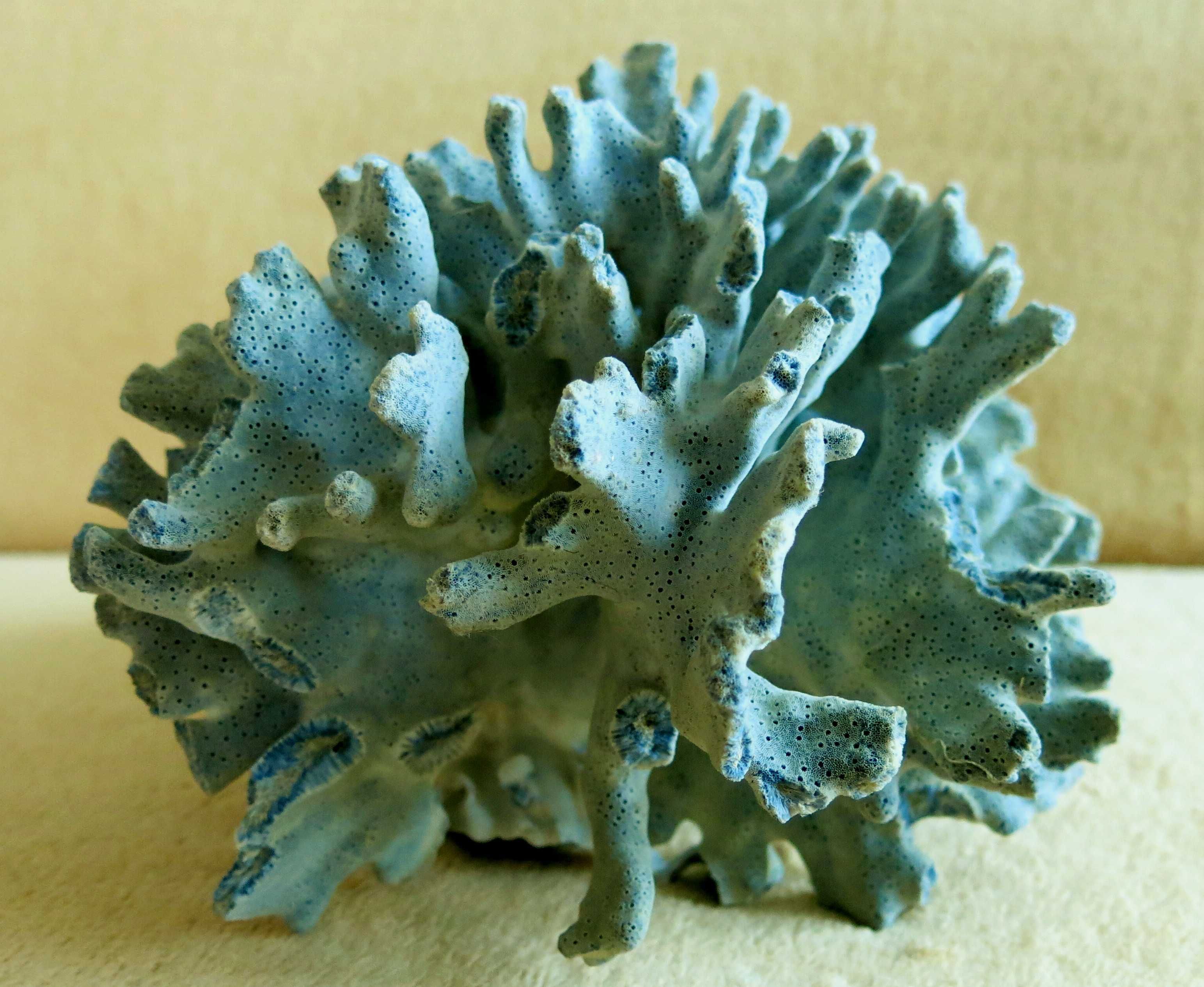 Koralowiec - Heliopora coerulea, Blue Coral / 220 x 174 x 160
