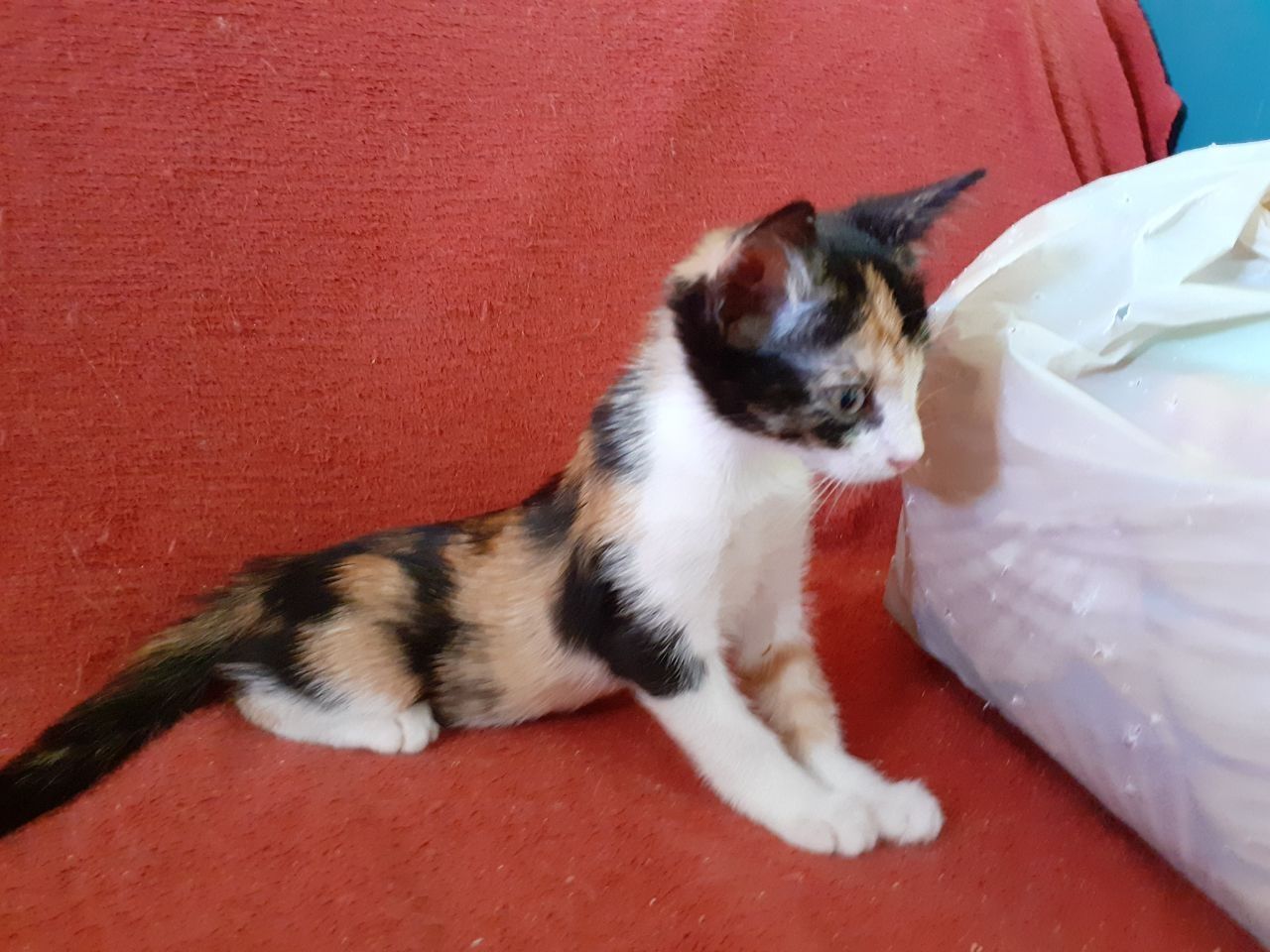 Чудо! Трёхмастная девочка кошечка котёнок котеня принесет вам счастье!