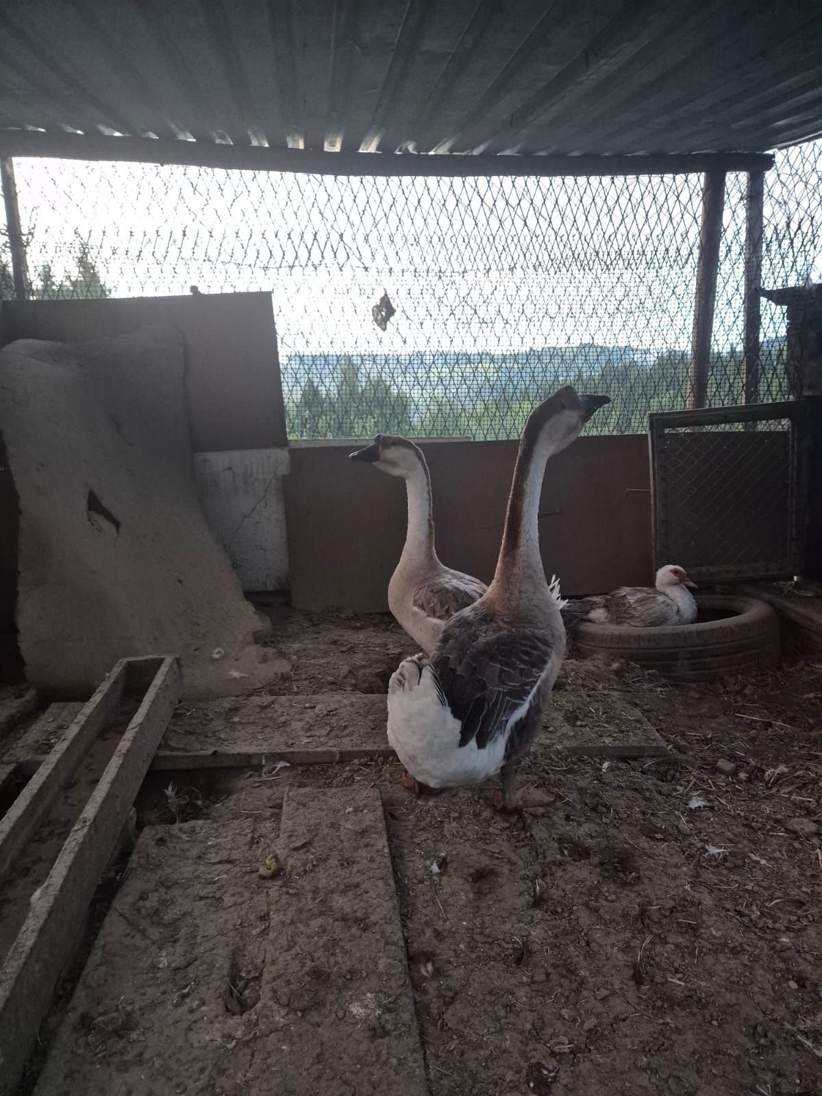 Gęsi garbonose i ladnes