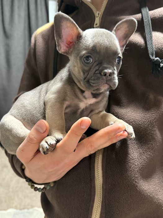 Маленька кнопочка французького бульдога