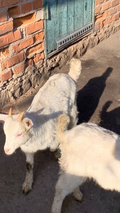 Дві білі кізоньки