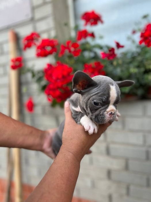 Французські бульдони міні