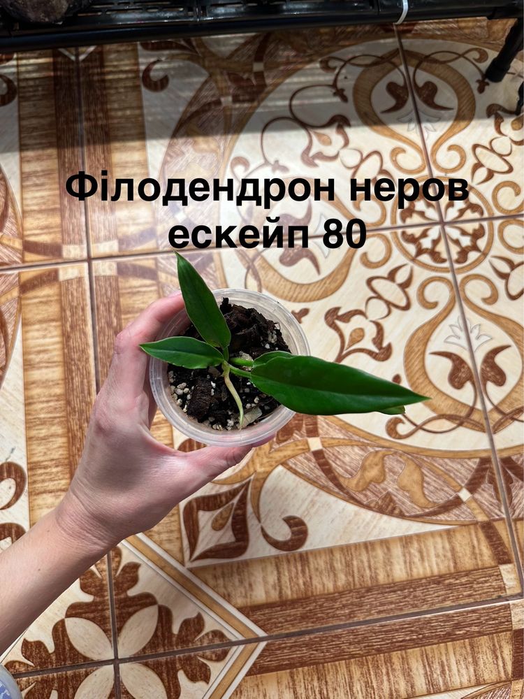 Сансевієрія, бегонія, колеус, філодендрон
