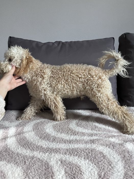 Bichpoo/Poochon/Maltipoo. Pudel/Bichon Frise