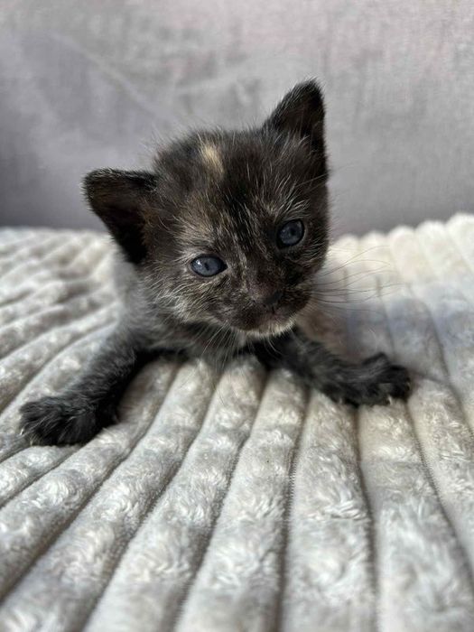 Oddam kotki 8 tygodniowe