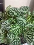 Begonia Silver Jewell