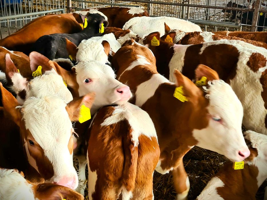 Byczki BBB Simental 150 kg