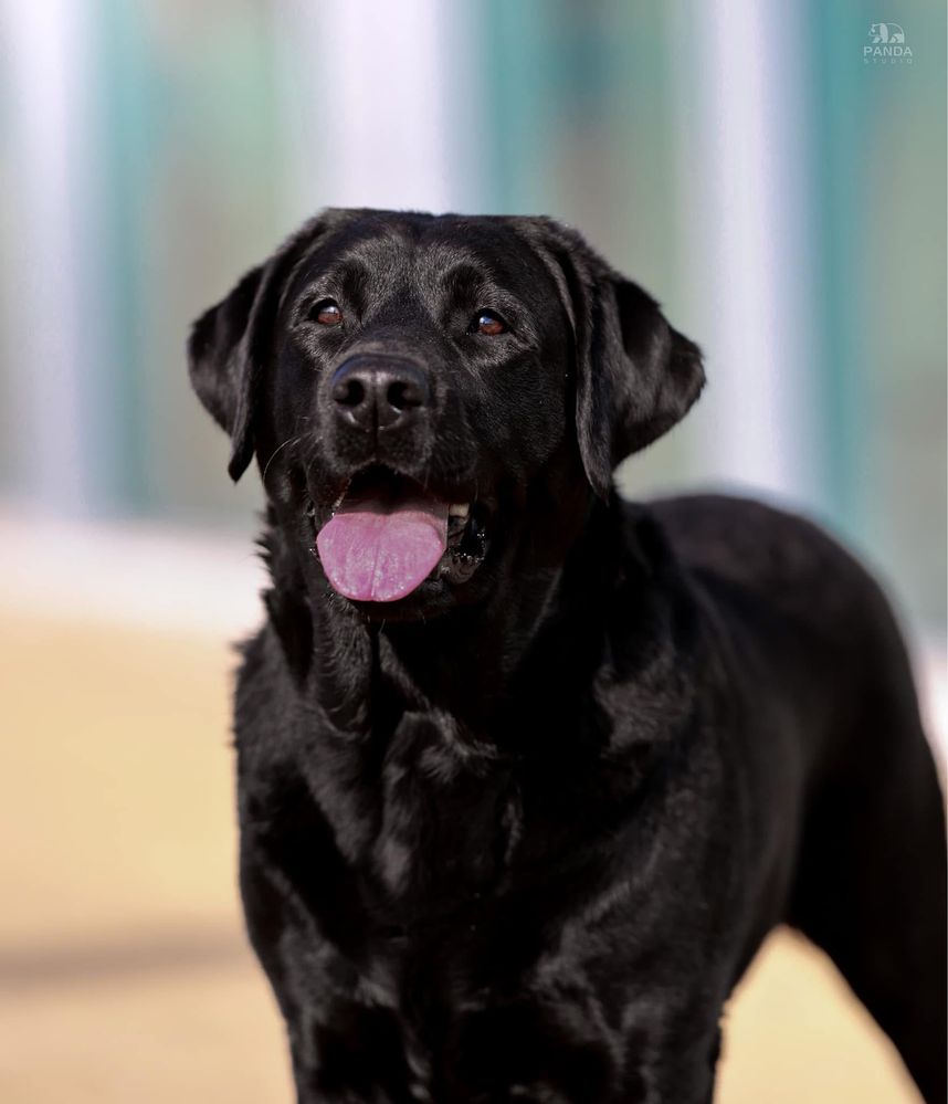 Labrador Retriever FCI