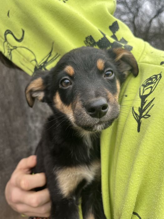 Oddam szczeniaki w dobre ręce