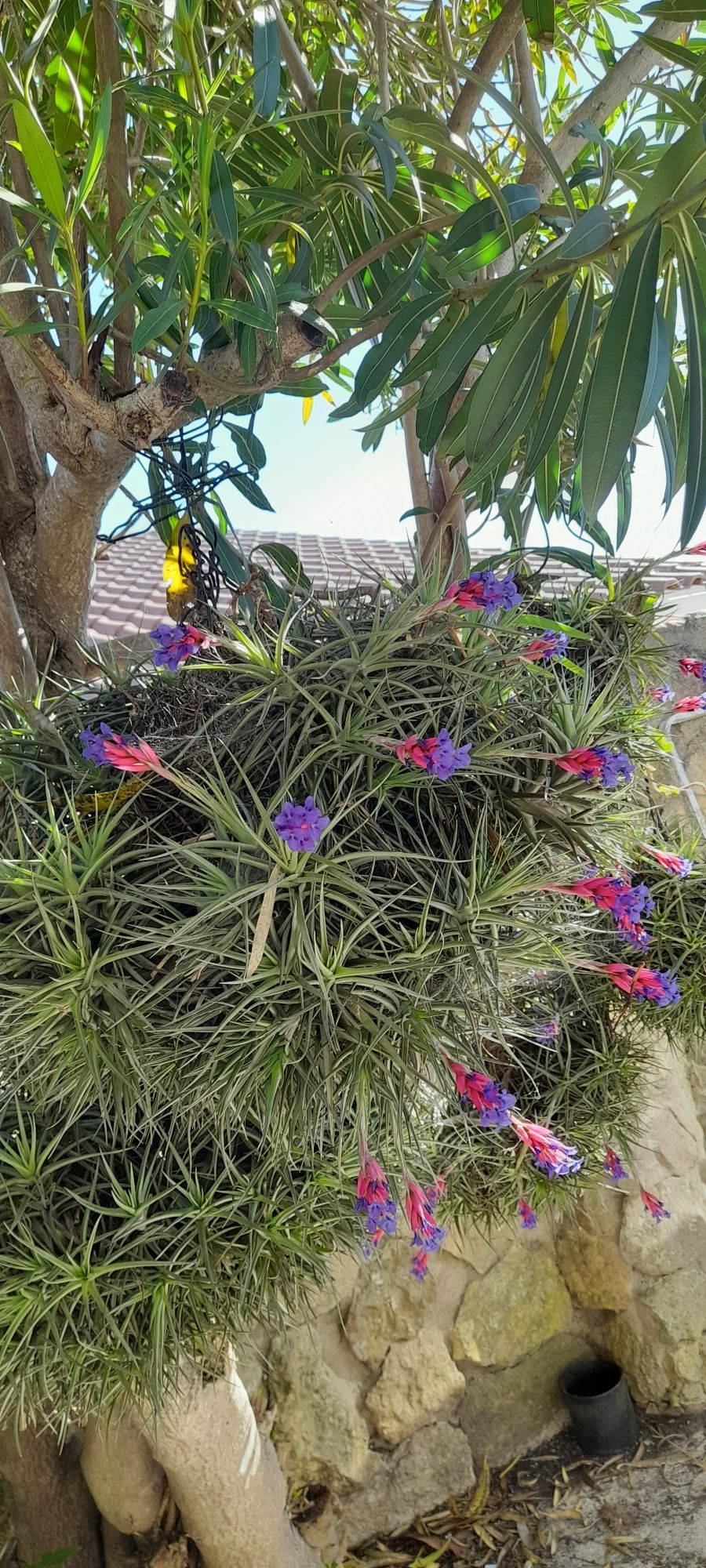 Planta aérea da  flor na primavera cor rosa e azul  .