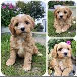 Cavapoo Samczyk hybryda ras