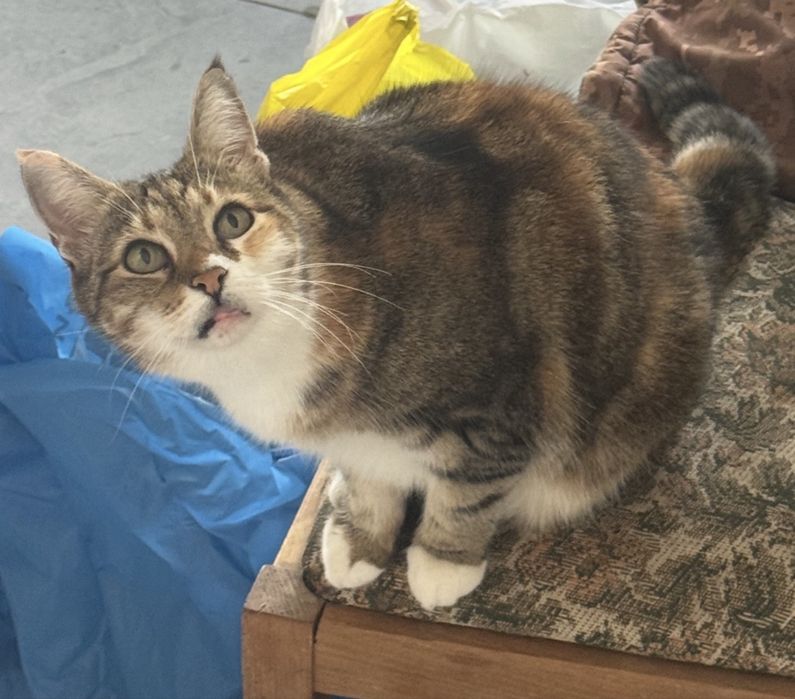 Потерялась кошка!