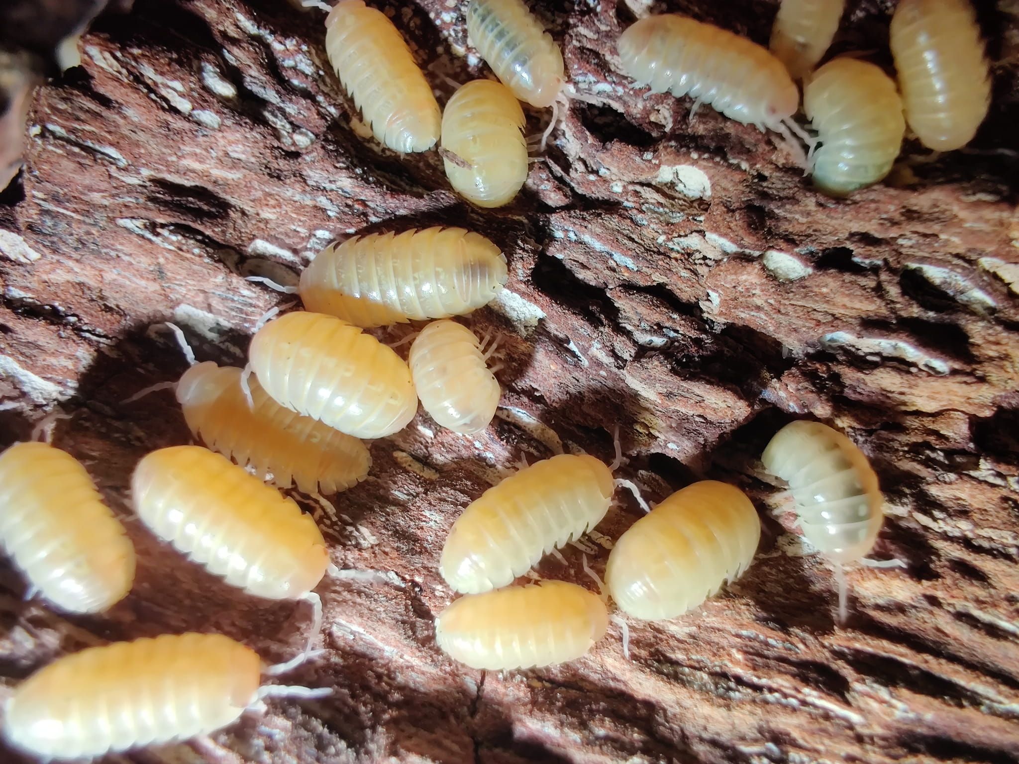 Armadillidium vulgare albino t+ japan Isopody 10 szt