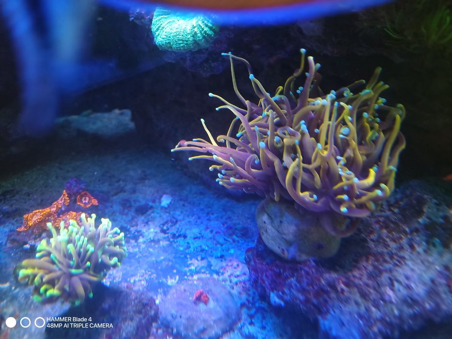 Korale euphyllia akwarium morskie