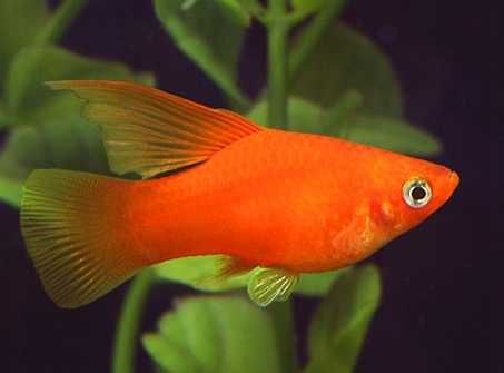 Platynka Platka red coral hi fin czerwona | Rybki do akwarium