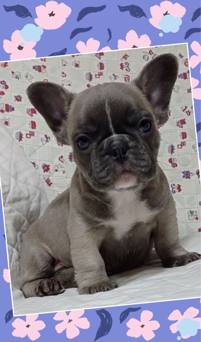 Шикарна міні французик принцесска