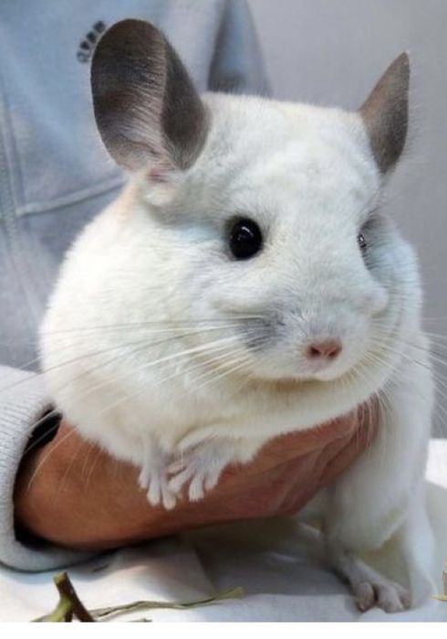 Крупный грызун,и его детки