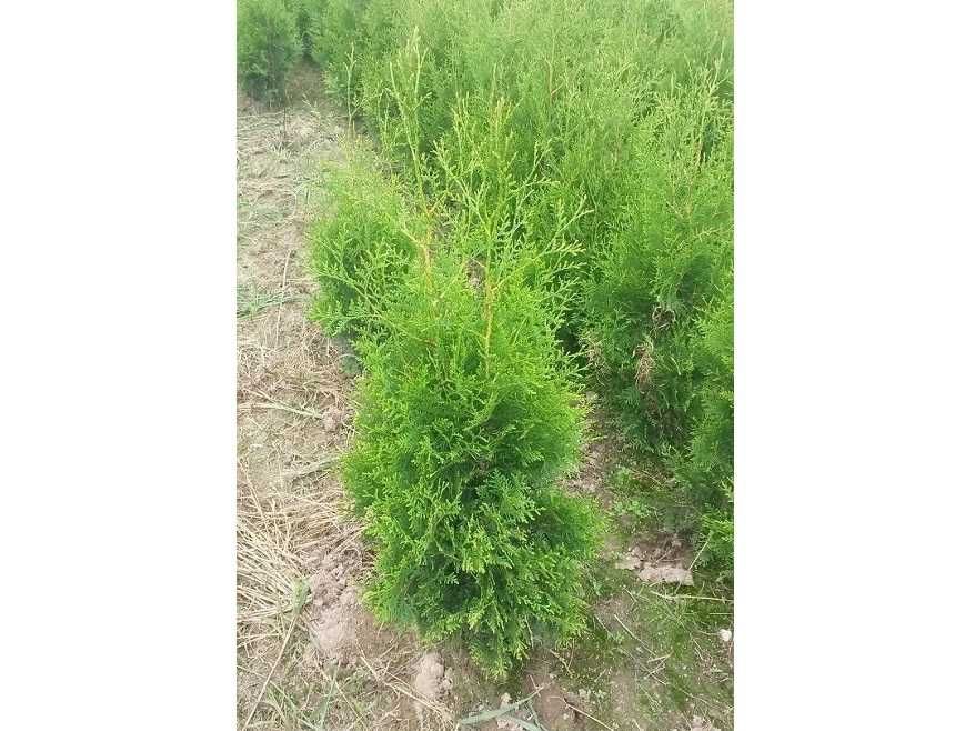 Thuja Brabant 100,120,140,150 cm! Sadzenie! Nasza dostawa! Tuje! Tuja!