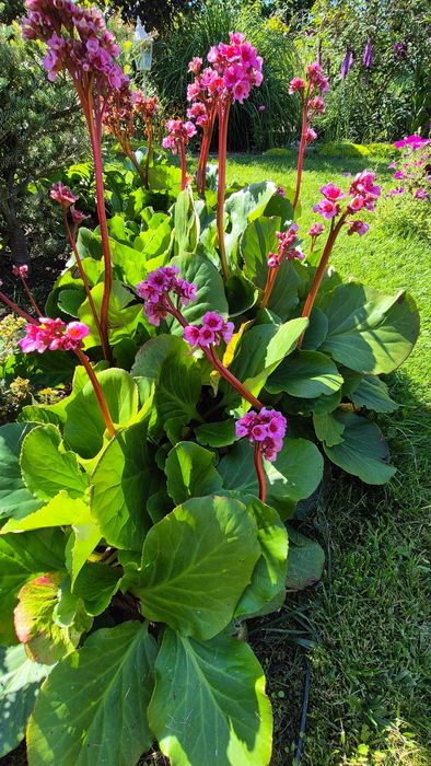 Bergenia roślina ogrodowa