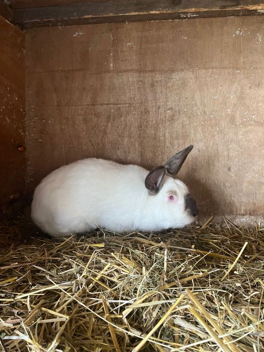 Sprzedam Mlode Króliki Kalifornijski Havana