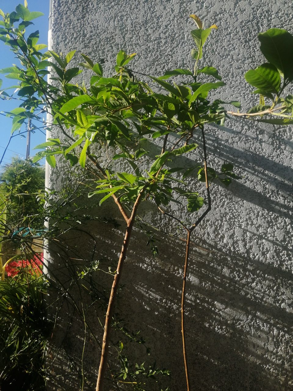 Planta da goiaba de vários tamanhos e valores