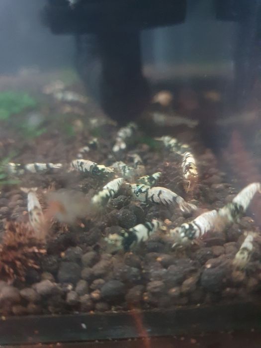 Krewetki black fancy tiger