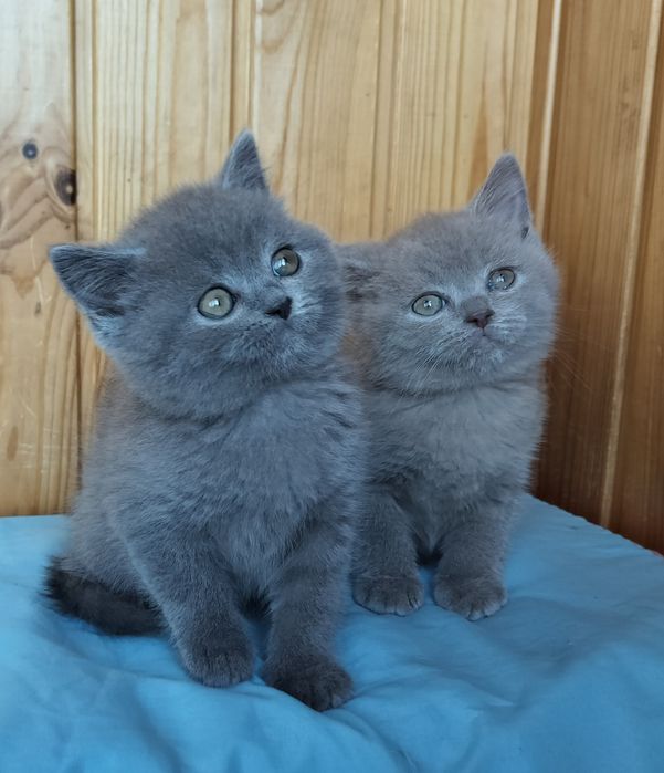 Ліловий хлопчик, голубенька дівчинка