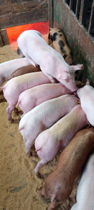 Поросята ф1+Кантор