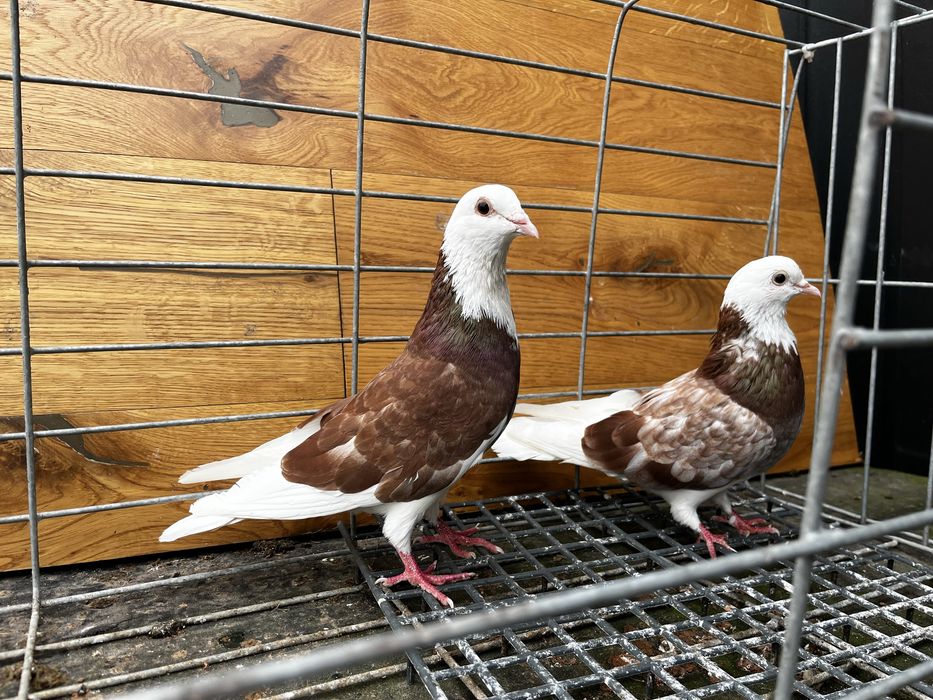 Golebie permskie wysokolotne