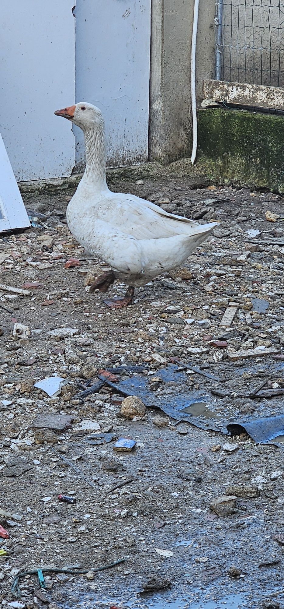 2 Patos Gansos Branquinhos